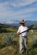 La Cofradia foreman in the midst of his agave fields